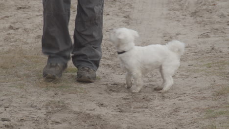 Maltese-dog-walking-next-to-owner-on-sandy-trail