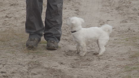 maltese dog walking next to owner on sandy trail