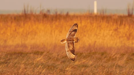 elegant flight of the short eared owl in open natural grassland