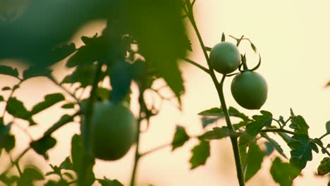 a branch with two unripe green tomatoes sits among other plants, bathed in the warm glow of the setting sun, in a peaceful garden or farm setting