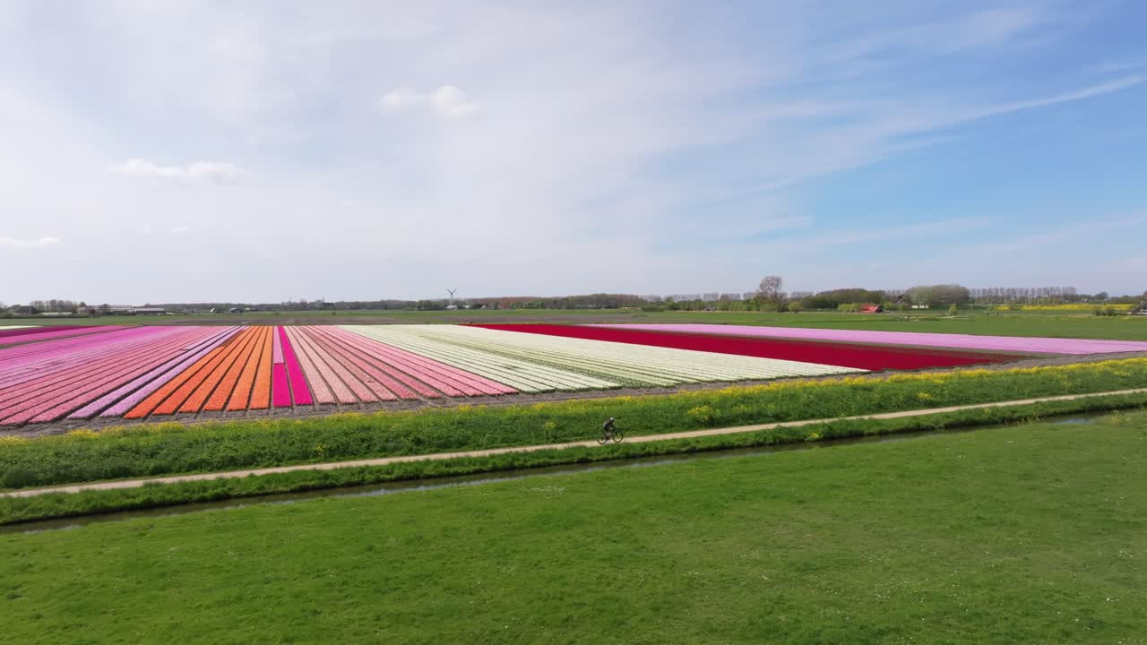 Vue aérienne d'un groupe de cyclistes près de rangées de fleurs dans la campagne néerlandaise