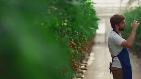 business farmers inspecting tomatoes cultivation progress in plantation house.