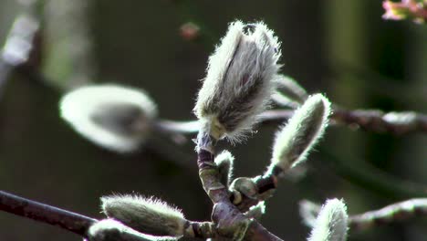 nuevo crecimiento que muestra ahora que es primavera, una de las estaciones más agradables del año cuando el mundo cobra vida una vez más aquí en inglaterra