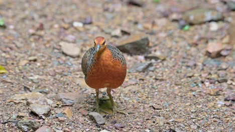 facing to the right then scratches its head and looks around then walks away to the left, ferruginous partridge caloperdix oculeus, thailand