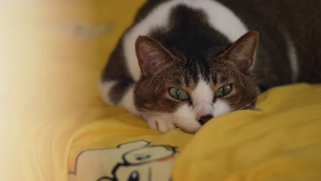 Cute-cat's-face-with-white-and-black-colored-fur-5