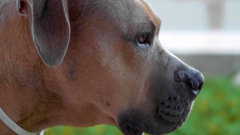 pitbul dog sniffing  shot at 100fps 4k