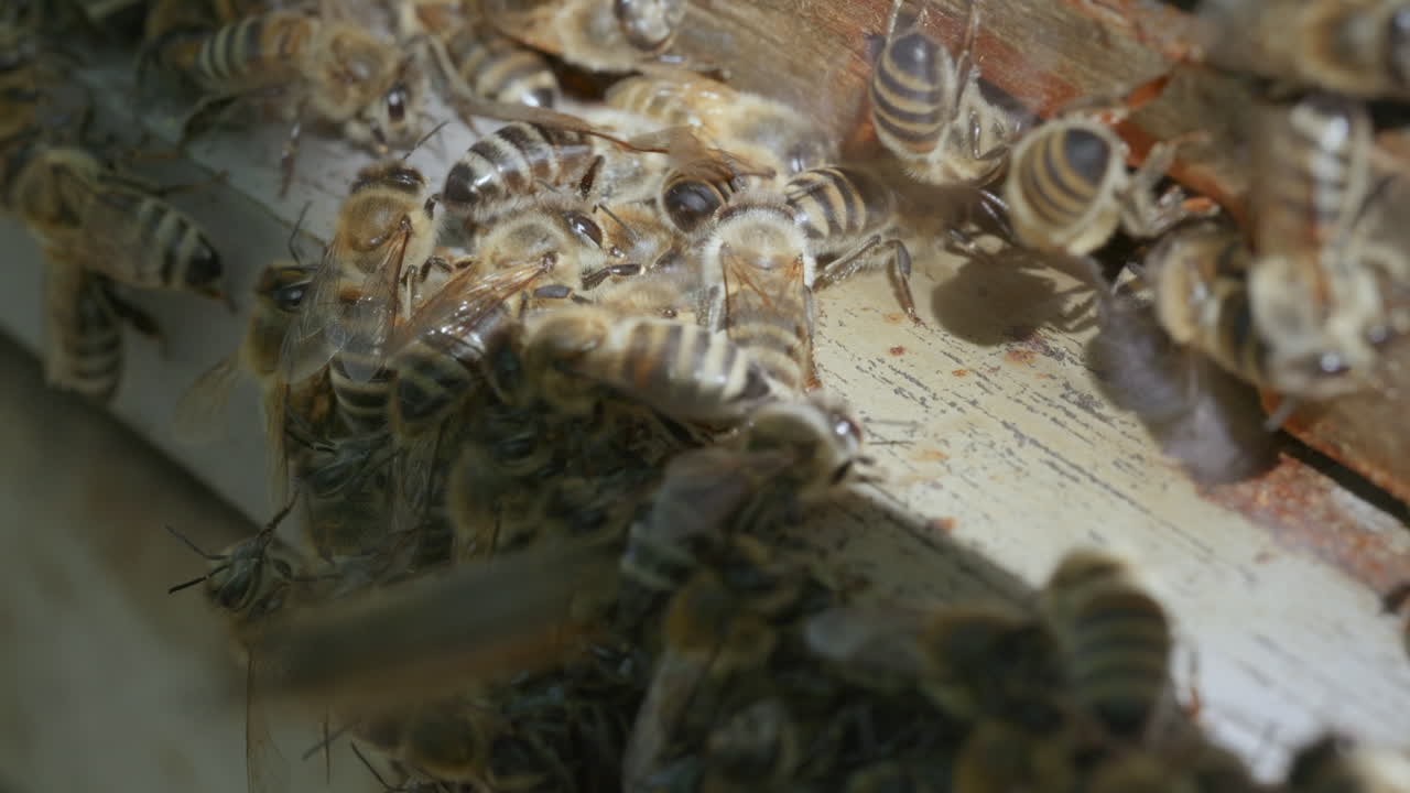 Honey bees fanning at hive entrance for ventilation