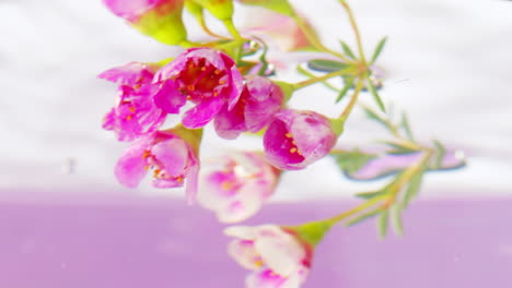 pink flowers in water