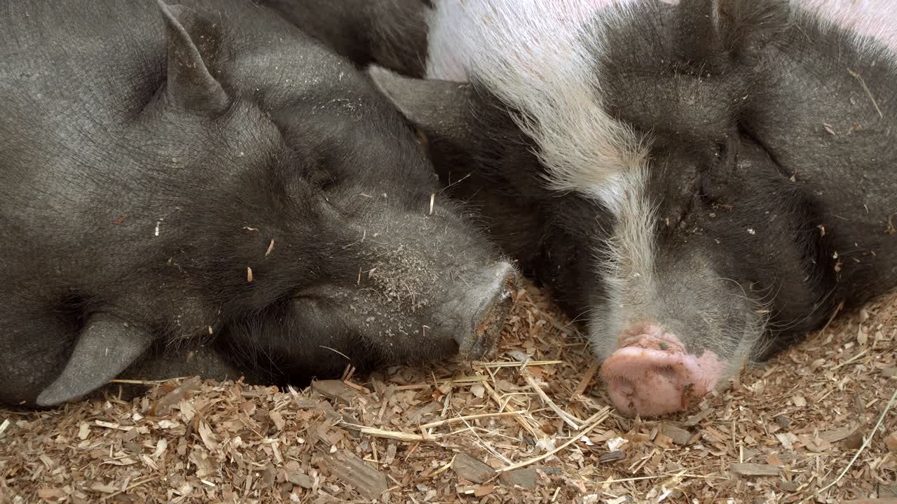 돼지는 잠을 자고 있다.