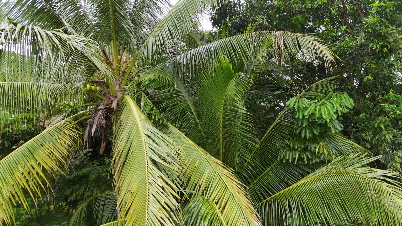 Aerial footage captures vibrant palm trees swaying gently in the tropical breeze of Port Douglas, Australia