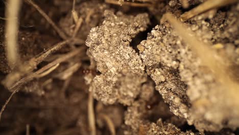 vista de arriba hacia abajo del perturbado montículo de hormigas bravas: sección muy ampliada de tierra rota que se asemeja a un cañón, hormigas subiendo y bajando