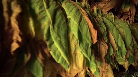 Casa-Secadora-De-Tabaco,-Detalle-De-Hojas-Itinerantes