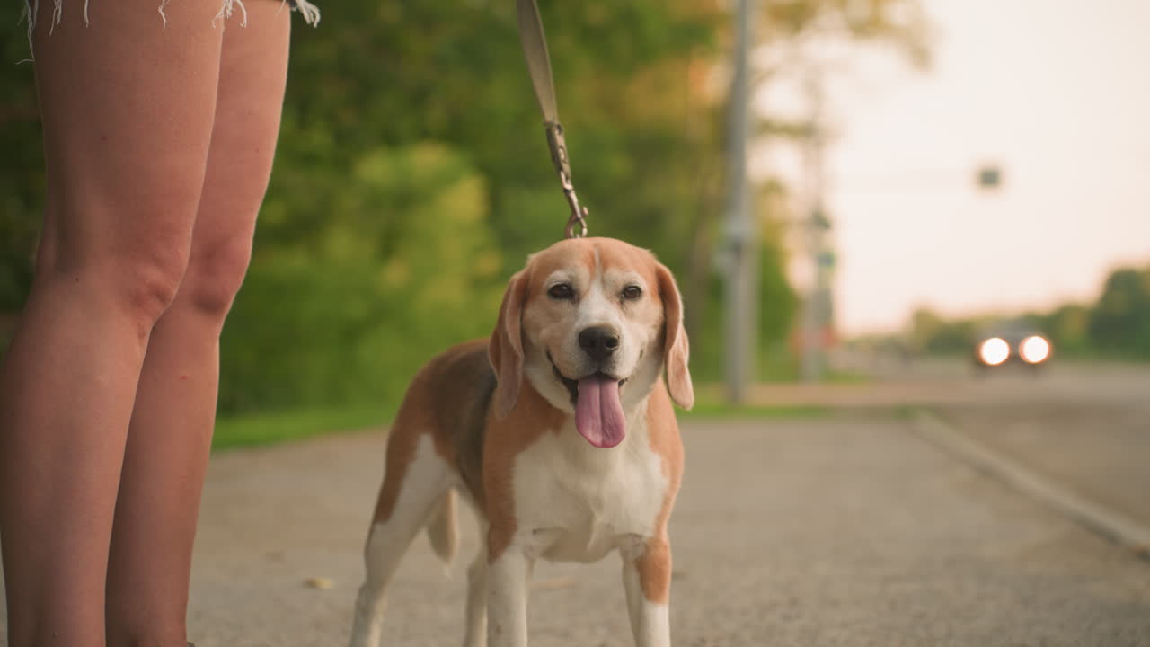 perro marrón de pie en la correa mirando pensativo, la lengua afuera, al aire libre al lado de las piernas del dueño, fondo con vegetación y coches borrosos que pasan en el área rural con luz solar cálida