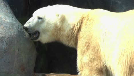 a large polar bear on a sunny day