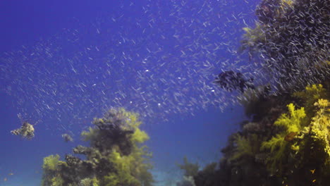 los peces león depredadores persiguen a sus presas en el arrecife de coral del mar rojo de egipto.