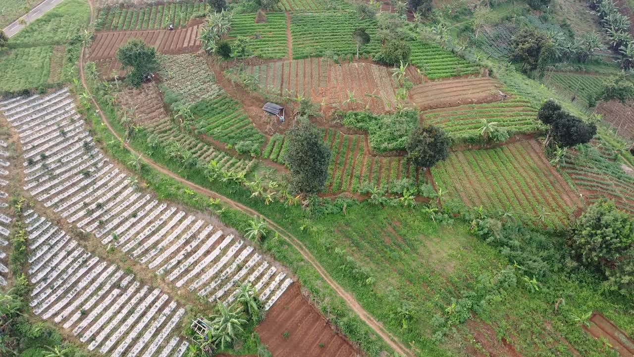 낮에는 언덕의 논