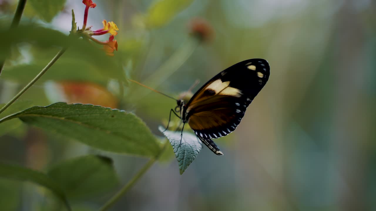 Splendida farfalla tropicale su foglia verde con profondità di campo ridotta
