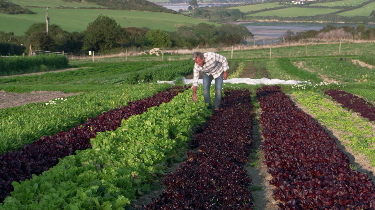 granjero comprobando hojas de ensalada en la granja filmado en la cámara roja