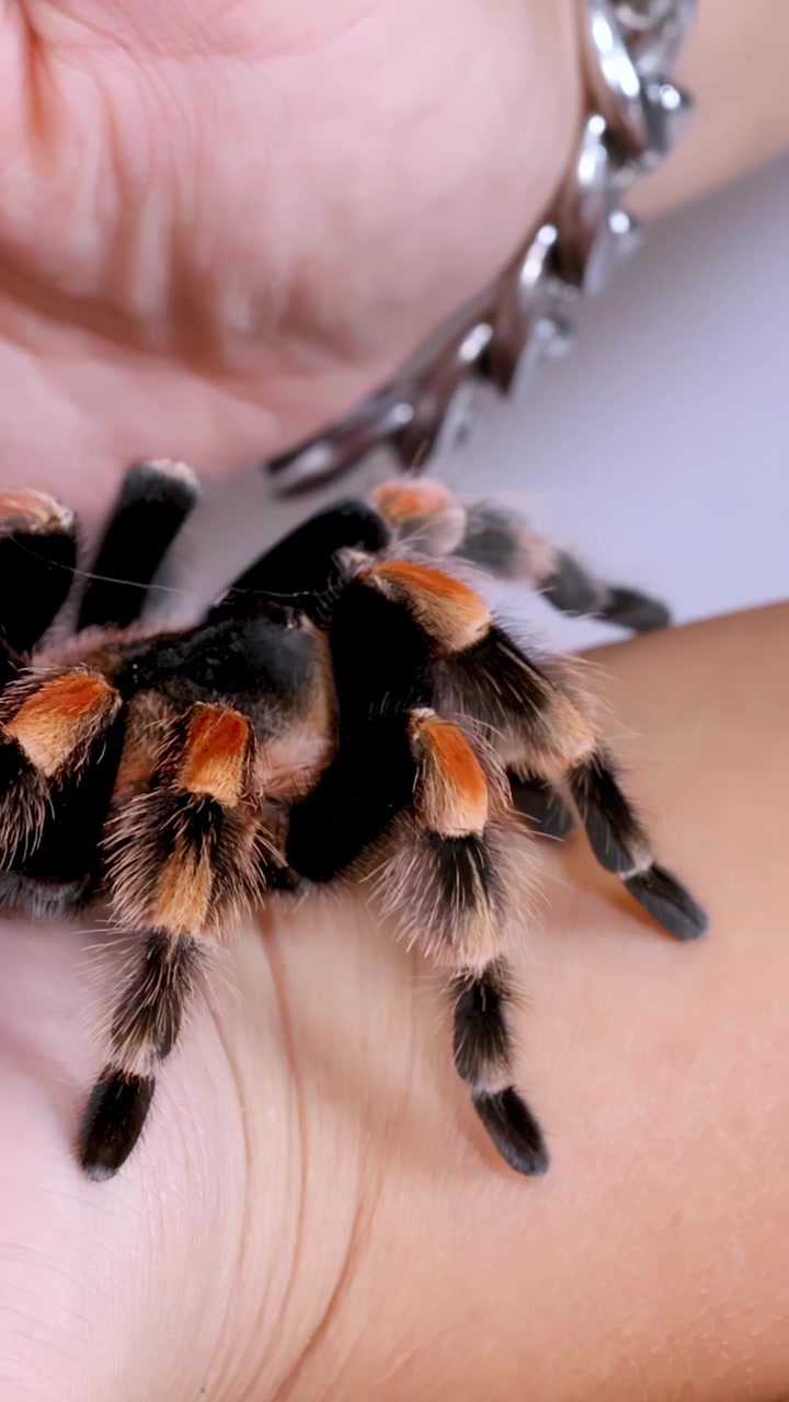Cận cảnh một con nhện Tarantula chân đỏ Mexico đang di chuyển những chiếc chân đầy lông của nó trên lòng bàn tay một người.