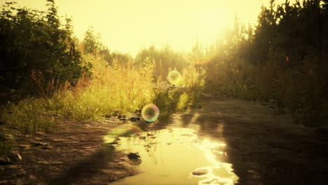 Camino-Rural-En-La-Mañana-De-Verano