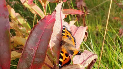 Schließen-Sie-Herauf-Den-Schönen-Schmetterling,-Der-Auf-Einem-Roten-Blatt-Sitzt