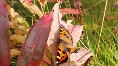 cerrar hermosa mariposa sentada en una licencia roja