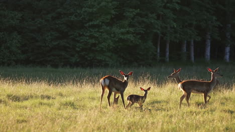 deer family in a meadow at sunset