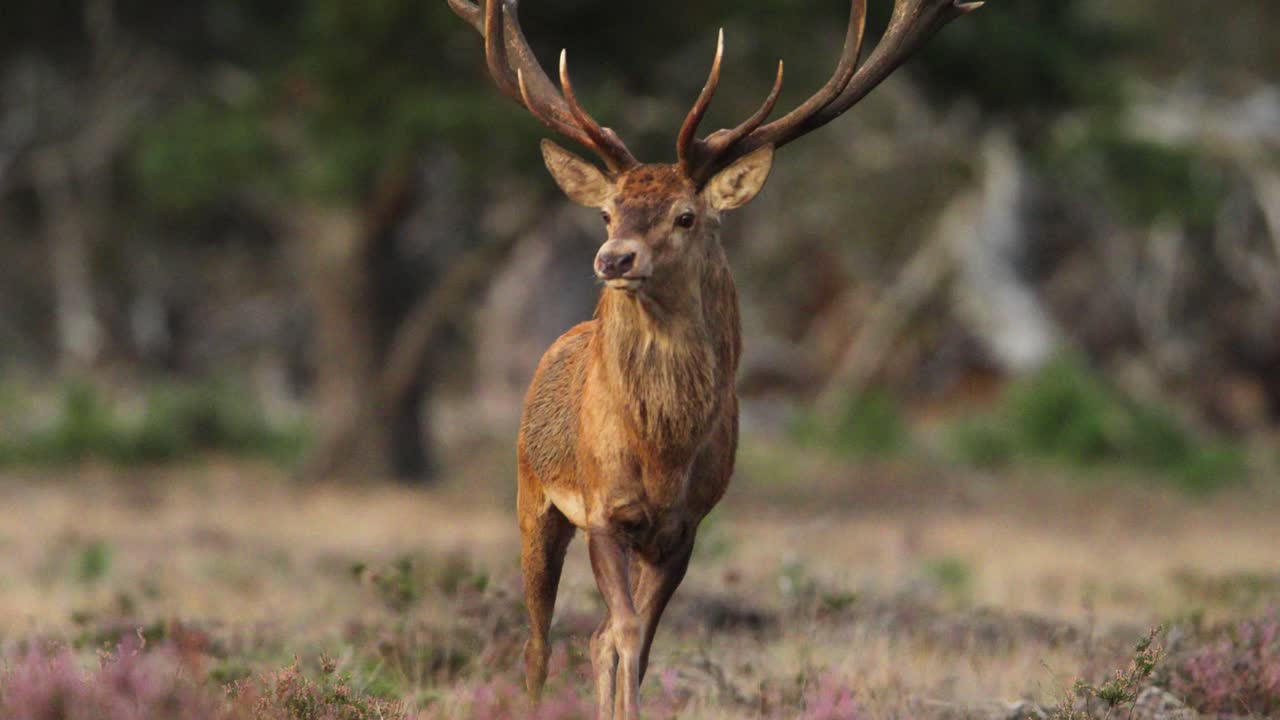 cerca de un oso ciervo rojo muy grande y su enorme estante de cuernos caminando trote hacia la cámara antes de girar ligeramente y se iluminó con luz dorada
