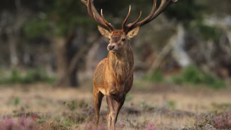 Close-up-of-a-very-large-red-deer-buck-and-his-huge-rack-of-antlers-walking-trotting-toward-the-camera-before-turning-slightly-and-it-lit-with-golden-light