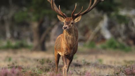 close up of a very large red deer buck and his huge rack of antlers walking trotting toward the camera before turning slightly and it lit with golden light