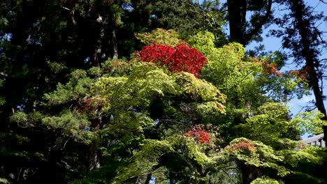 green leaves with group of red leaves on tree