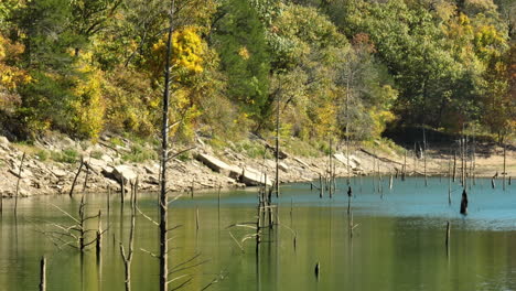 wood pilings in beaver lake backdropped by fall trees