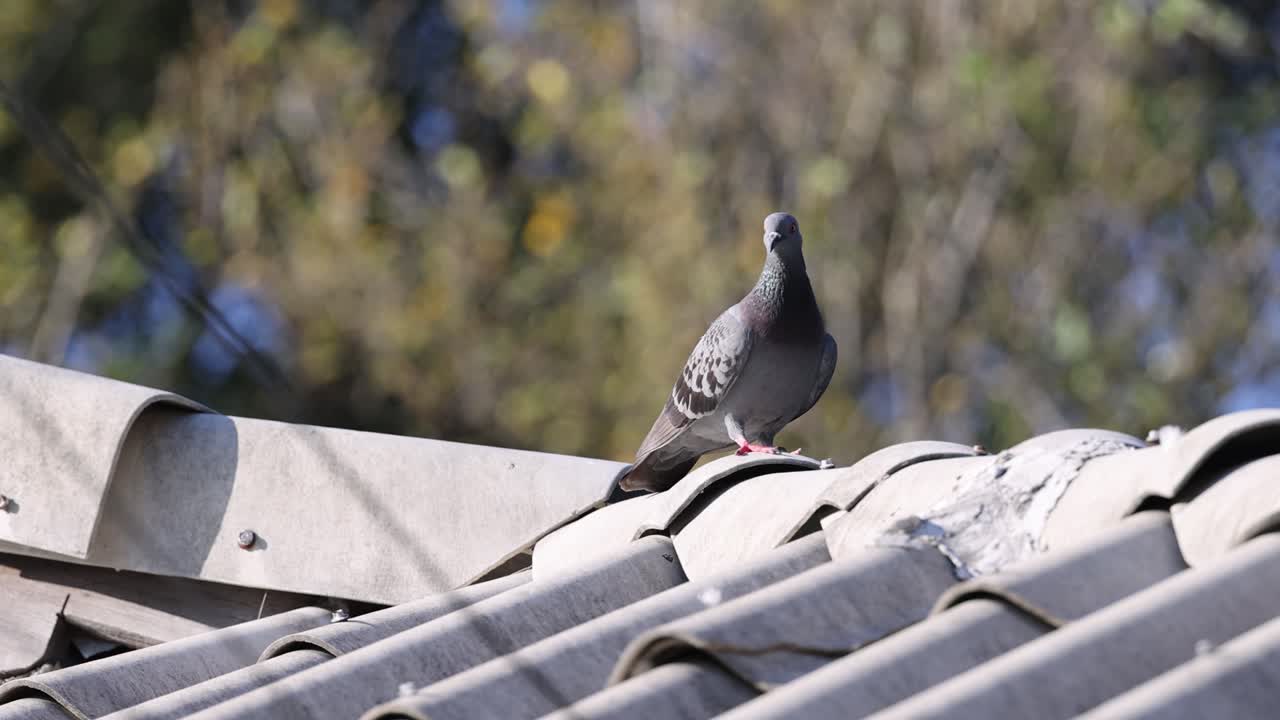 비둘기는 시간이 지남에 따라 지붕을 따라 움직입니다.