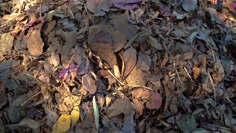 pile of brown and yellow dead leaves during daytime in forest on farm in chiang mai thailand