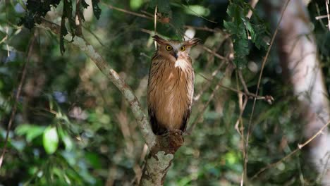 looking to the right then turns its head to the left and quickly faces forward with its eyes wide open, frightened of some sound in the forest, buffy fish owl ketupa ketupu, thailand