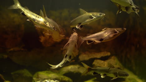 catfish swimming around in group underwater