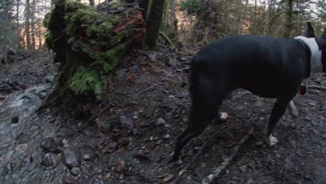 low fisheye of boston terrier dog crossing stream on hiking adventure