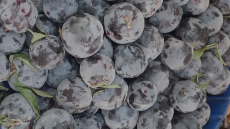 fresh blue plums