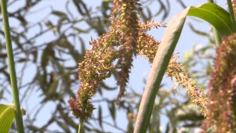 Primer-Plano-De-Una-Planta-De-Maíz-Que-Se-Mueve-Por-El-Aire