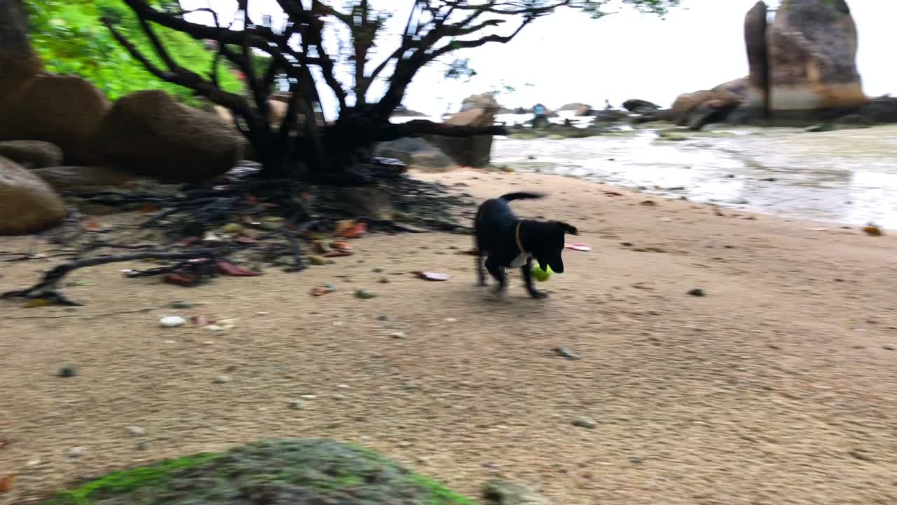 어린 개가 해변에서 테니스 공을 치고 놀고 있다