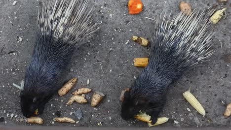 gran puercoespín comiendo verduras en el zoológico, indonesia