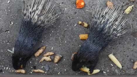 印度尼西亞動物園的大<unk>豬吃蔬菜