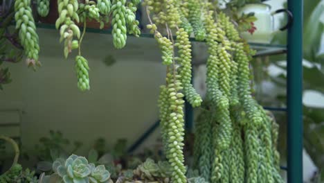 a collection of succulents in an open cabinet, succulent display