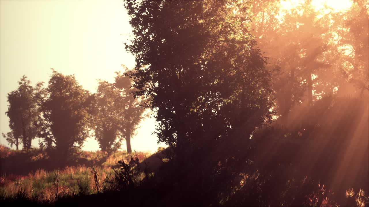 el sol se levanta en un bosque con niebla