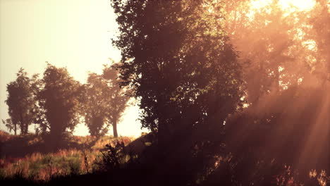 el sol se levanta en un bosque con niebla