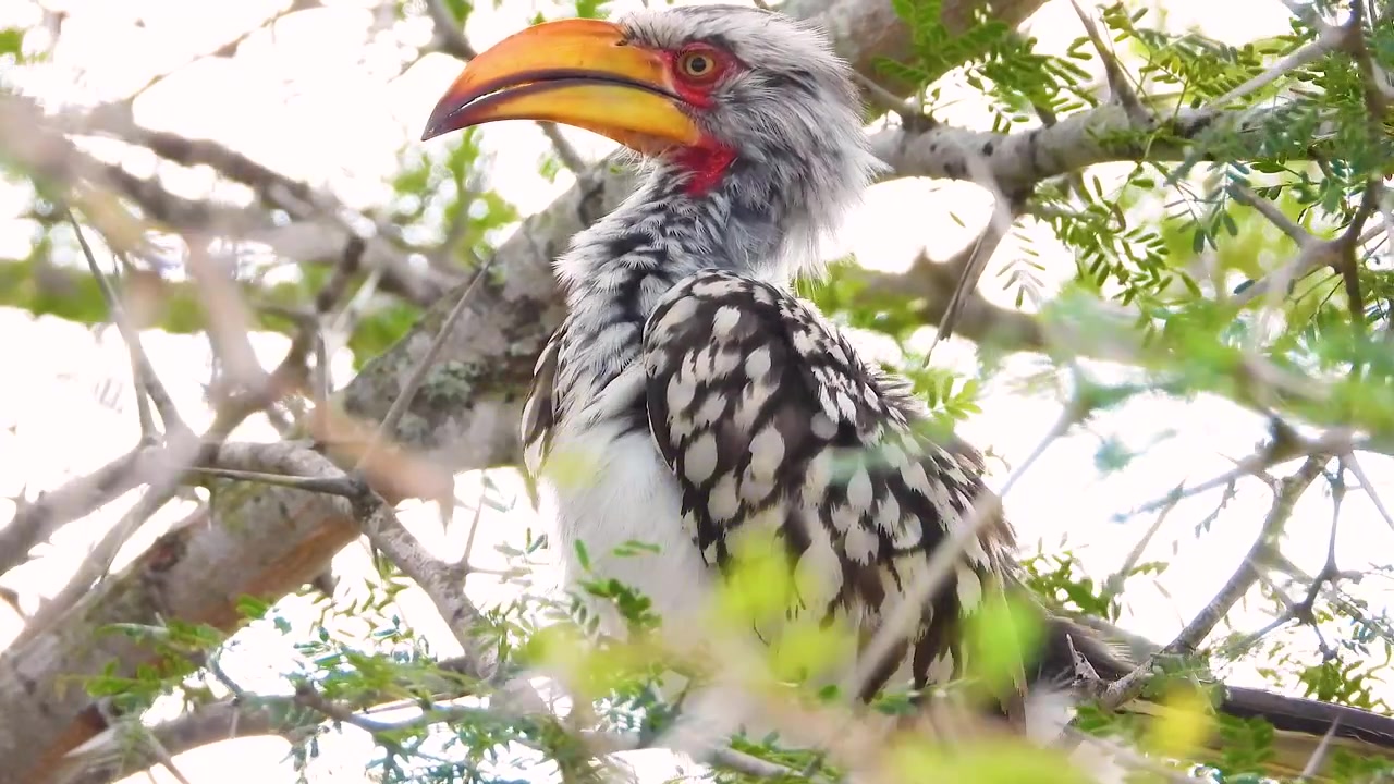 Bucero beccogiallo meridionale appollaiato su un albero, fauna selvatica africana.