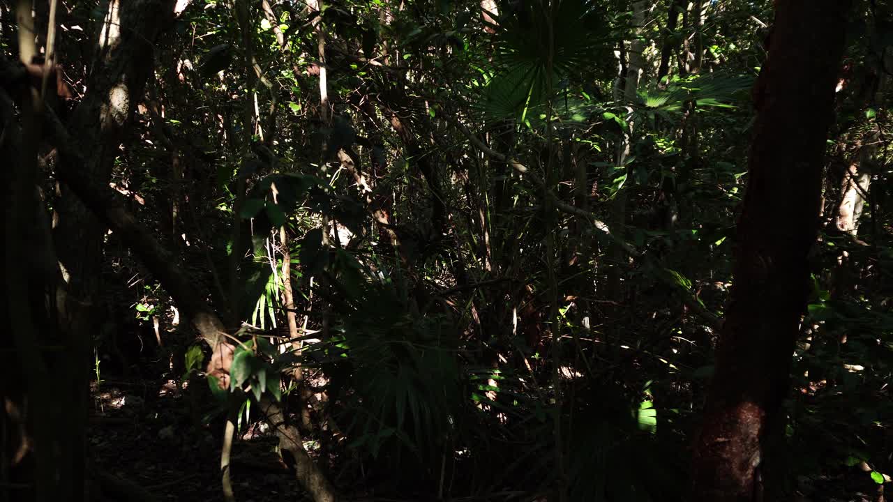 Sottobosco denso della foresta tropicale con la luce del sole che filtra attraverso la fitta vegetazione, creando ombre ad alto contrasto e un misterioso effetto di luce a chiazze su foglie di palma e rami aggrovigliati