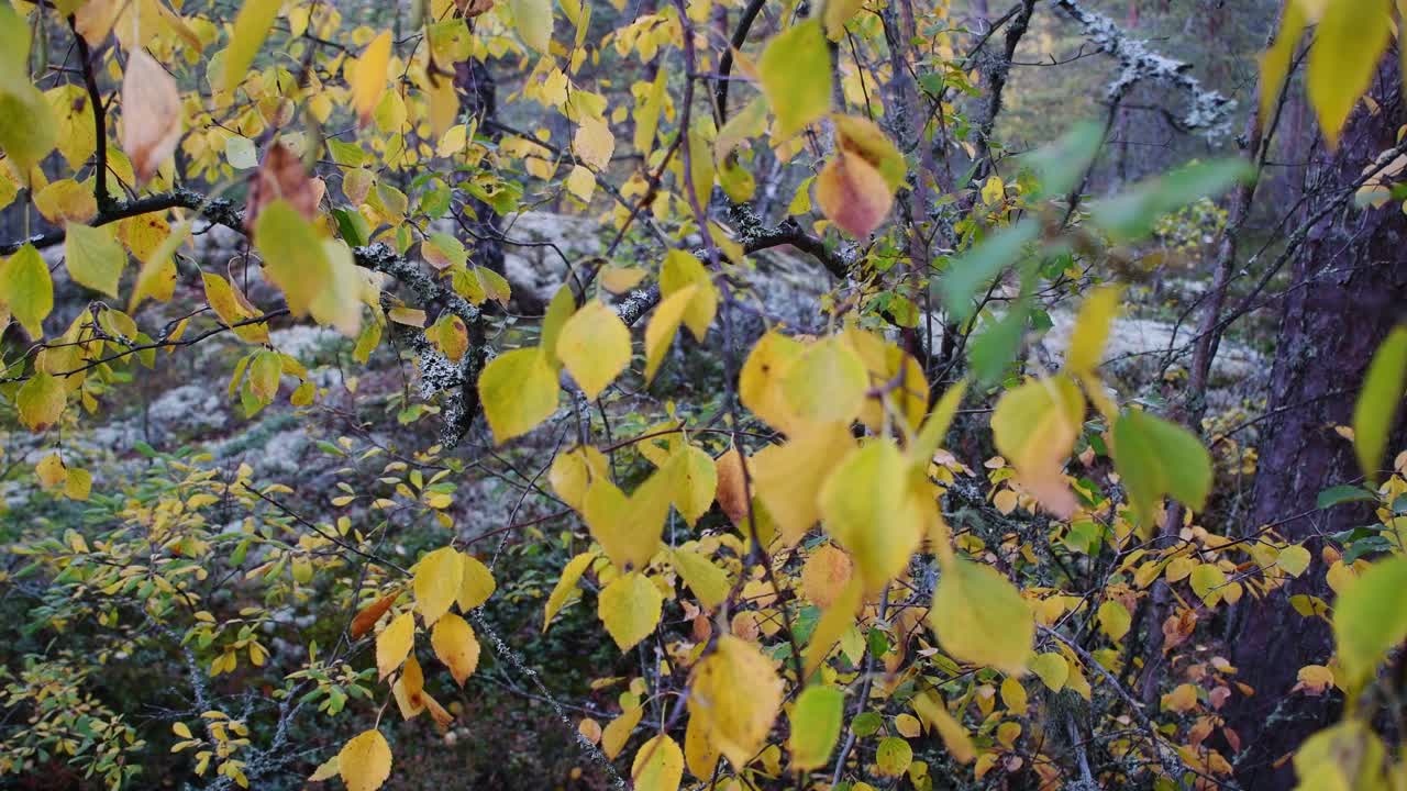 가을에 기울어 버드나무는 노란색이고 겨울을 기다리고 있습니다.