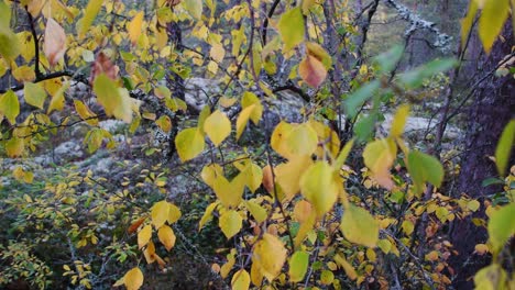 tilt up autumn birch trees are yellow and waiting winter time