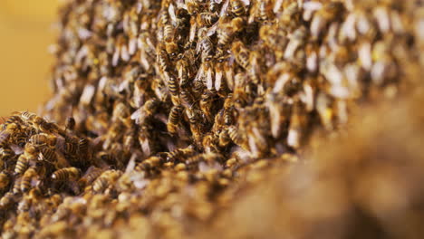 close shot of swarm of bees working